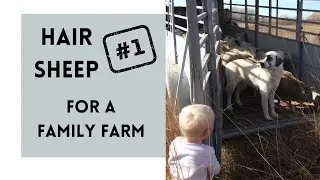 BEST LIVESTOCK To Raise FOR PROFIT For BEGINNING FARMERS | Sheep Farming for Beginners