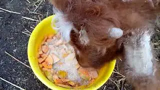 Бык.мазь Ям - Профессиональная мазь для быка