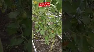 и снова вершинная гниль на томатах в теплице