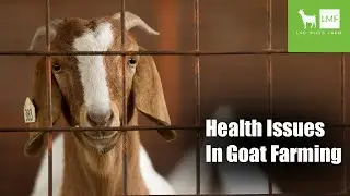 Common Health Issues In Goats