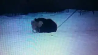 Саратовские зсл работа по медведю в одиночку