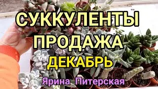 Суккуленты .Продажа. Декабрь.