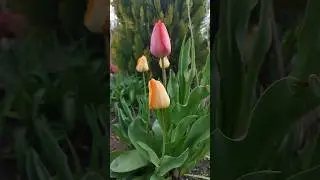 тюльпаны в саду #луковичные #сад #весна #весенниецветы #люблюцветы