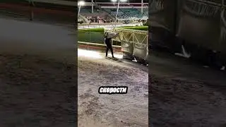 Как заканчивают гонки борзых? Узнай! 🧐🐶
