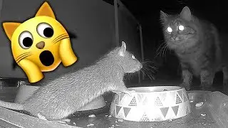 Rats That Eat Cat Food Caught On Arlo Camera Rat 1 Catch & Release