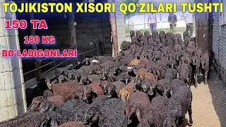 QO'ZILAR 1400 DAN BO'LDI +998337334343 BUNDAN ARZONI BO'LMAYDI SHOSHILING