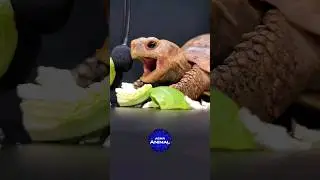 ASMR Turtle Tortoise Winks And Yawns #shorts