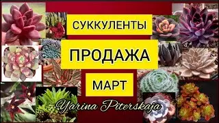 Суккуленты.  Продажа. Март.