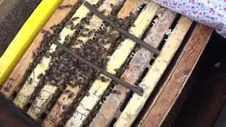 Кто ест пчёл? Ревизия зимовки.