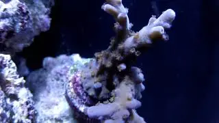 Underwater Macro shots of Coral Fish Tank