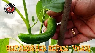 Перцы заехали в теплицу!
