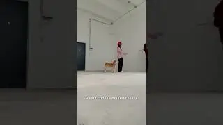 #собака