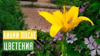 ЛИЛИИ 🌺 Правильный уход после цветения / Садовый гид