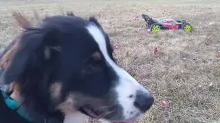 ARRMA Typhon 3s and Murphy the Australian Shepherd