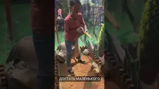Здоровенный пеликан съел утенка! 
