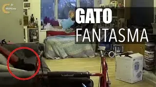 Nuevo video !! GATO FANTASMA !!!.....5 eventos aterradores e inexplicables captados por la cámara