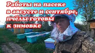 КАКИЕ РАБОТЫ СДЕЛАННЫЕ В СЕНТЯБРЕ С ПЧЁЛАМИ, СЕМЬИ ГОТОВЛЮ К ЗИМОВКЕ