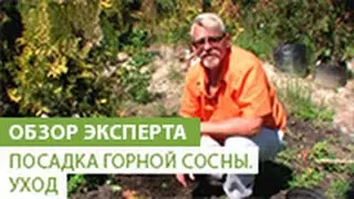 Посадка горной сосны. Уход за горной сосной