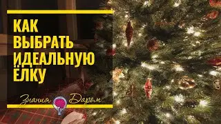 КАК ВЫБРАТЬ ИДЕАЛЬНУЮ НОВОГОДНЮЮ ЕЛКУ