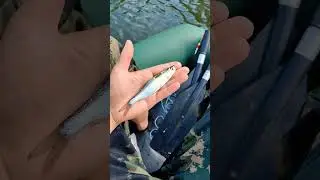 А сколько сантиметров вы ловили? Рыбу узнали? #рыбалка #fishing #вопросы #какихловили #улов