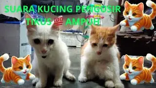 Suara Kucing HANYA CUKUP DI PUTAR, TIKUS LARI KE BIRIT- BIRIT