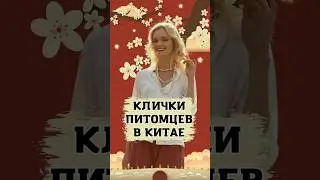 Клички питомцев в Китае | Школа китайского | Twins Chinese