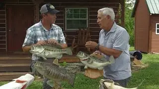 Replica vs. Skin Fish Mounts