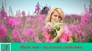 Иван чай - лечебные, полезные свойства и противопоказания