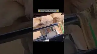 Elephant Lifts Up Safari Truck😳 