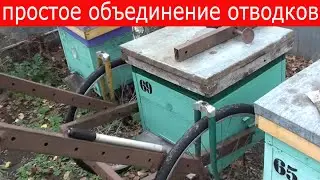 Объединение пчелосемей осенью. Соединение слабых отводков пчел