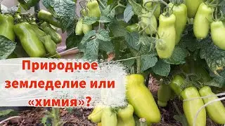 Почему «лечить почву» не всегда полезно. Ошибки природного земледелия