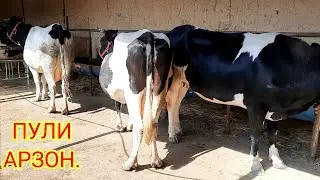 АРЗОН   МОЛЛАР  ХАММАСИ СИФАТИ  ЗУР, 996465016