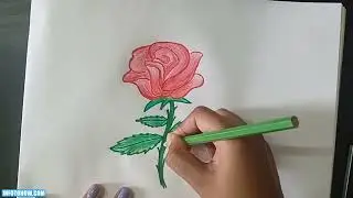 Master the Art of Drawing a Beautiful Rose - Easy Step-by-Step Tutorial