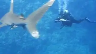 дайвинг Хургада