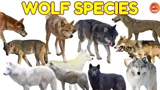 How Many Types of Wolves Are There? 🤔 Exploring 40 Species! for kids 