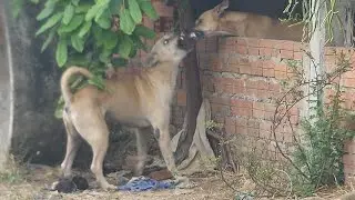 Bally is firing the neighbor's dogs || # 2246 Nature Show