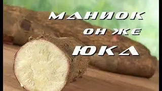 Во саду ли, в огороде/Маниок, он же Юка/как готовить/полезные свойства/Yuca