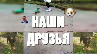 Наши друзья!! Собака. Видеозарисовка! без слов 👀🐕