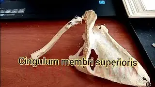 Qo'lning Kamar suyaklar. Kurak, Umrov suyaklari