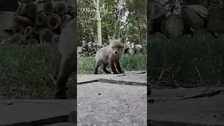 When you just need to see something adorable, watch these baby foxes!