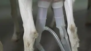 farmer milks goat electric breast pump in dairy farm for cheese production healthy and natural food