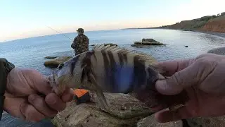 Морская рыбалка. Спиннинг METSUI TROUT MASTER.