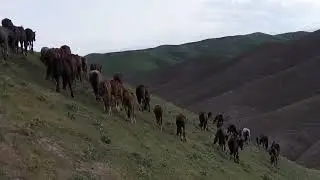 Semental Corindón caballos . Encuentro de primavera con yeguas Cavalos horses,1