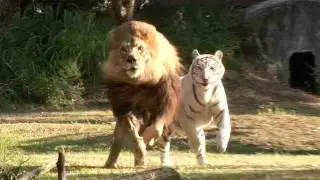 Lion & Tiger PLAYTIME!