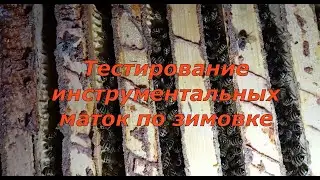 Тестирование инструментальных маток по зимовке (11.03.2024)