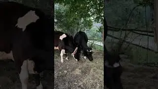 Красотка безрогая. #cow #cowvideos #корова #бык #bull #animal #животные