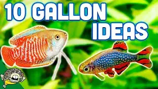 The BEST Ideas for your 10 Gallon Aquarium