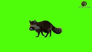 Raccoon Green Screen HD