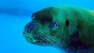 The Moscow Zoo's Pinnipeds Pavilion