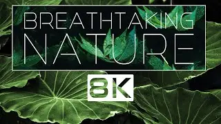 8K NATURE • Breathtaking Nature Relaxation Film in 8K Ultra HD • 8D AUDIO
